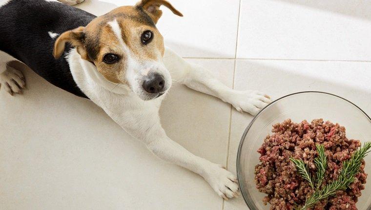 The dog jack russell terrier lies with a huge bowl of raw minced meat, food for dog concept