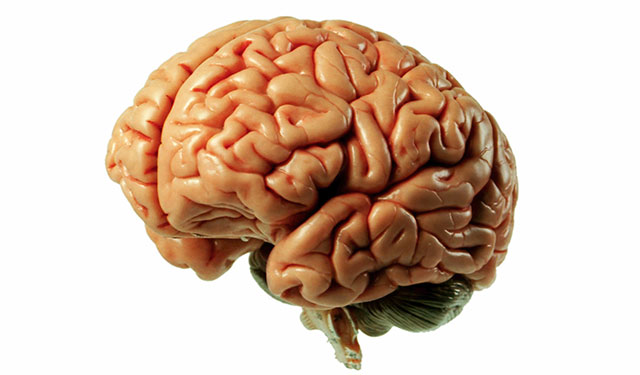 concussion-brain.jpg
